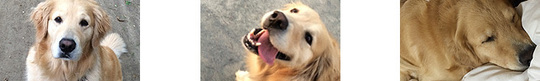 foot_dog01.jpg