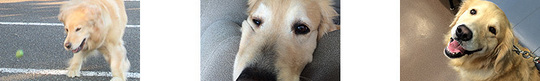 foot_dog02.jpg