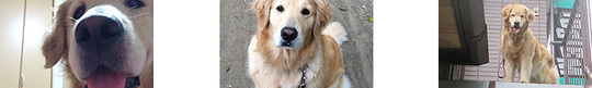 foot_dog03.jpg