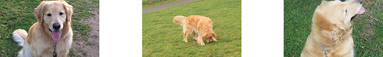 foot_dog04.jpg